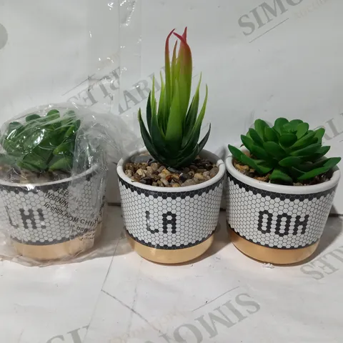 BUNDLEBERRY BY AMANDA HOLDEN SET OF 3 MINI OOH LA LA SUCCULENTS IN GIFT BOX