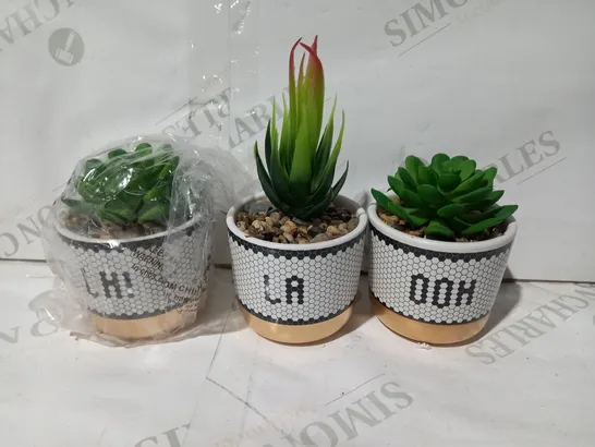 BUNDLEBERRY BY AMANDA HOLDEN SET OF 3 MINI OOH LA LA SUCCULENTS IN GIFT BOX