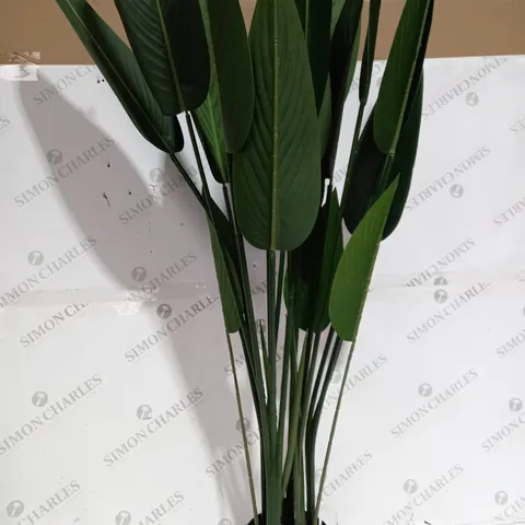 BOXED PLANT BIRDS OF PARADISE - COLLECTION ONLY 