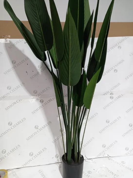 BOXED PLANT BIRDS OF PARADISE - COLLECTION ONLY 