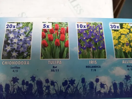 APPROXIMATELY 8 BOXED 1MSQ FLOWERBULBS EACH BOX CONSISTING 101 BULBS TO INCLUDE; ALLIUM, IRIS, CHIONDOXA, TULIPA, NARCISSUS, MUSCARI AND CROCUS
