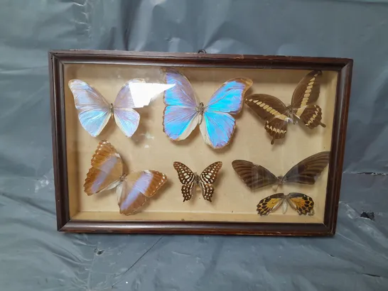 BOXED WOODEN FRAME REAL BUTTERFLIES 