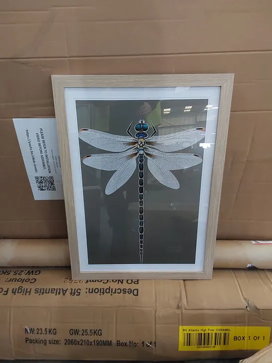 BOXED BREATHTAKING DRAGONFLY - SINGLE PICTURE