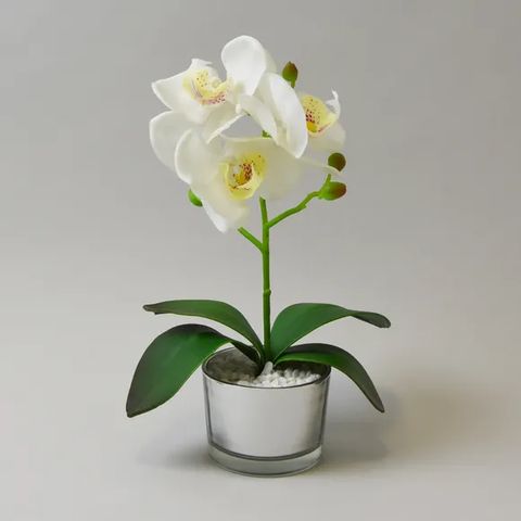 BOXED LARGE ORCHID IN GLASS (1 BOX) 
