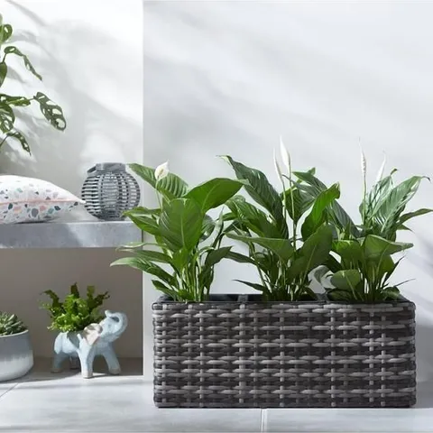 BOXED ARUBA TROUGH SHAPED RATTAN PLANTER 