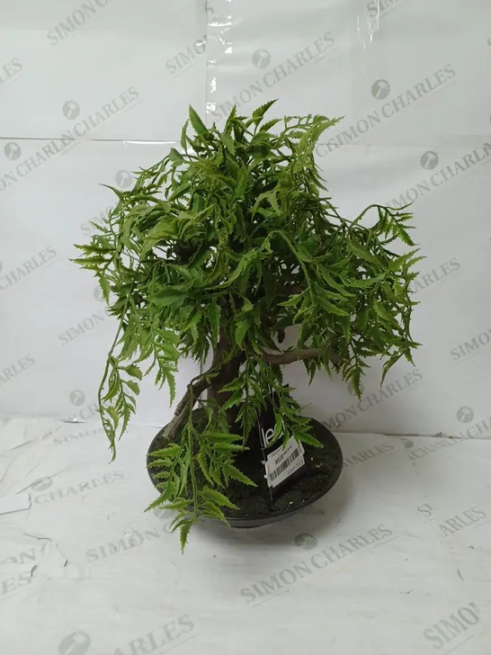 DECORATIVE INDOOR PLANT