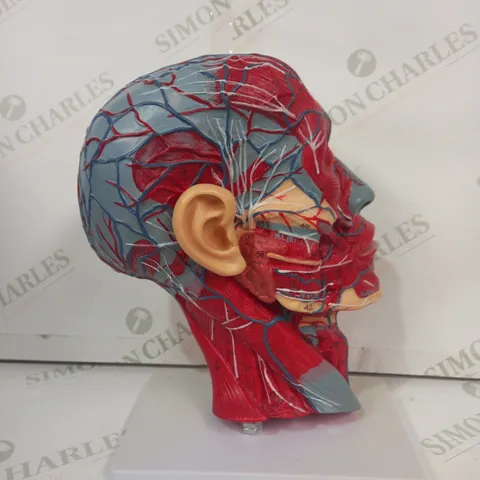 EDUCATIONAL HUMAN HEAD MODEL