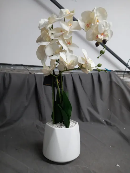 BOXED JM BY JULIEN MACDONALD MULTI STEM ORCHID IN WHITE GLAZED POT - COLLECTION ONLY