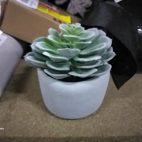 BOXED 5CM SUCCULENT IN POT