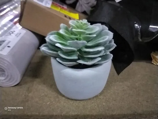 BOXED 5CM SUCCULENT IN POT