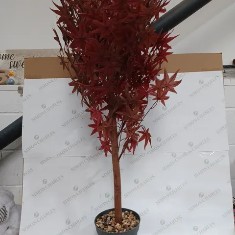 RED ACER TREE 120CM - COLLECTION ONLY