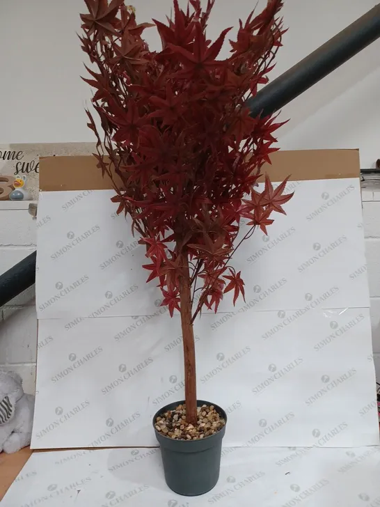 RED ACER TREE 120CM - COLLECTION ONLY