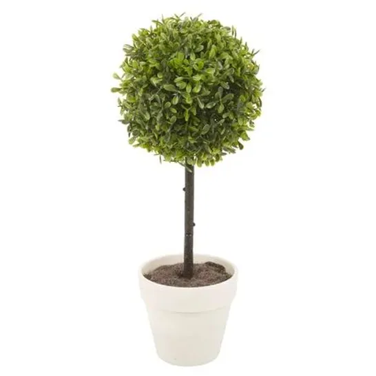 BOXED BOXWOOD PLANT IN PLANTER