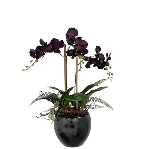 PEONY POTTED PHALANEOPSIS ORCHID