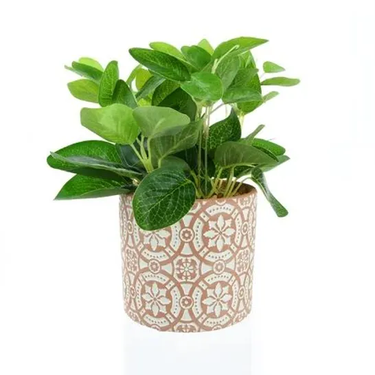 BOXED DESKTOP FOLIAGE PLANT IN POT