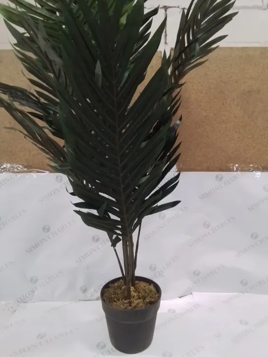 PALM TREE IN POT 