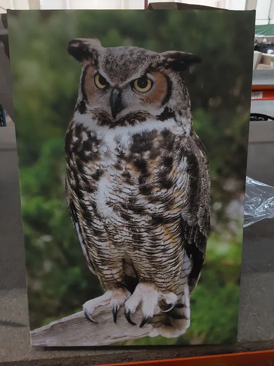 BOXED ONE GREAT HORNED OWL SITTING ON A BRANCH OUTDOORS BY JILLLANG - WRAPPED CANVAS PRINT