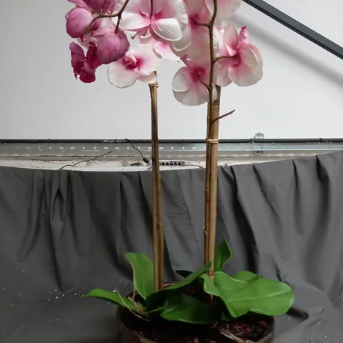 BOXED OUTLET PEONY PHALAENOPSIS ORCHID IN A LOW CERAMIC BOWL