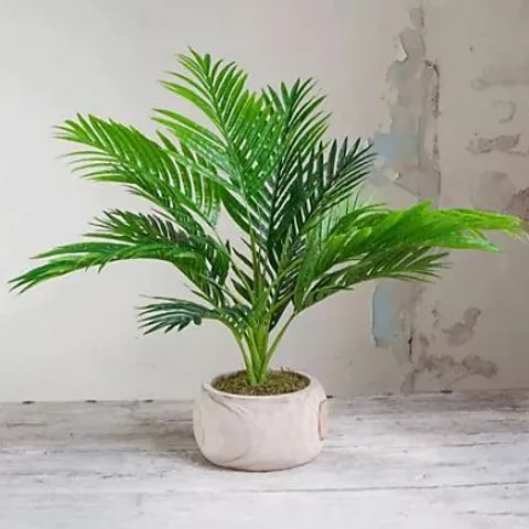 PEONY POTTED PALM IN WOODEN BOWL