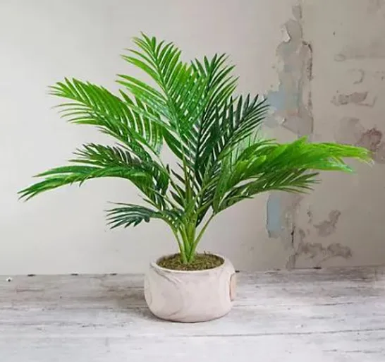 PEONY POTTED PALM IN WOODEN BOWL