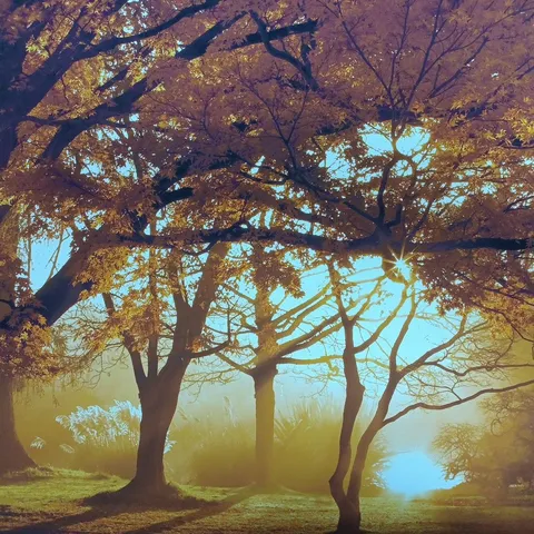 MAGNOLIA BOX WAKEHURST PLACE, SUSSEX - AUTUMN - EARLY MORNING SUNLIGHT ILLUMINATES JAPANESE MAPLE TREES NEAR THE LAKE BY CLIVE NICHOLS PHOTOGRAPHIC PRINT - COLLECTION ONLY