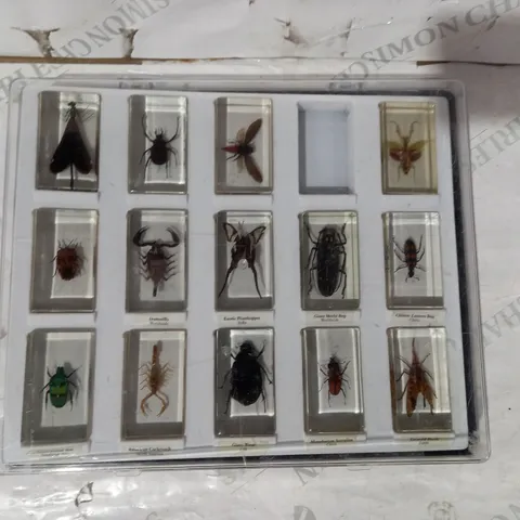 CASE OF APPROXIMATELY 10 ASSORTED RESIN ENCASED COLLECTABLE INSECTS