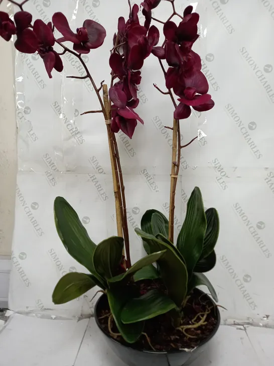 OUTLET PEONY PHALAENOPSIS ORCHIDS PLANTED BLACK BOWL - collection only