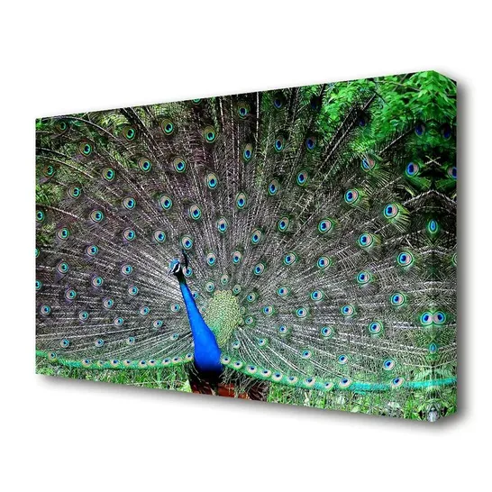 WRAPPED CANVAS PRINT - INDIAN PEAFOWL WILDLIFE (1 ITEM)