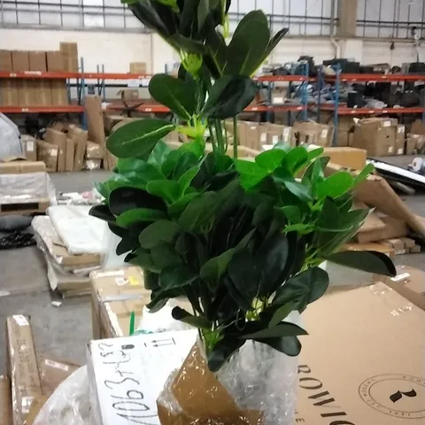 BOXED FICUS PLANT