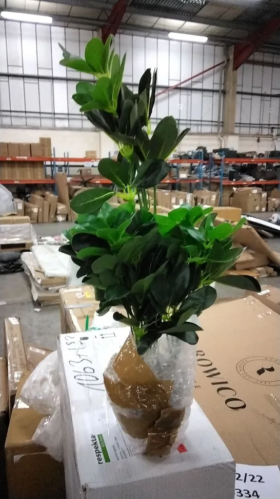 BOXED FICUS PLANT