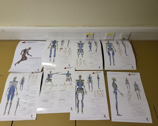 ANATOMY TRAINS 3RD EDITION SKELETAL MUSCULAR STRUCTURE LEARNING POSTER SET