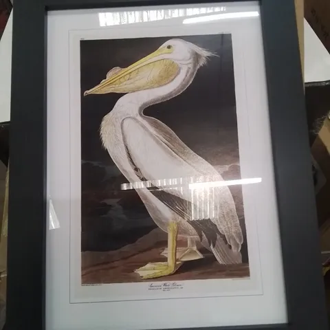 BOXED AMERICAN WHITE PELICAN BY JOHN AUDU 