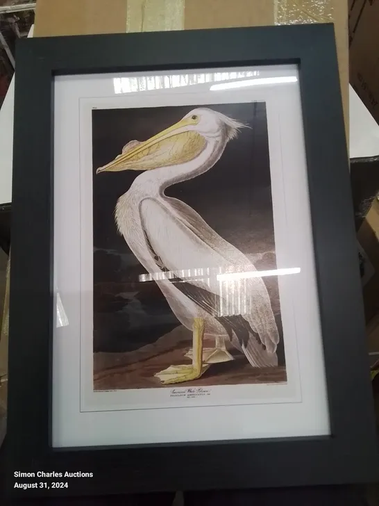 BOXED AMERICAN WHITE PELICAN BY JOHN AUDU 