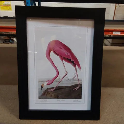 BOXED FRAMED ART - PINK FLAMINGO BY JOHN AUDUBON (1 BOX)