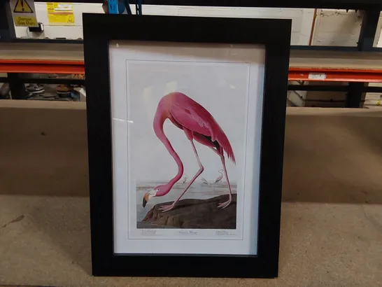 BOXED FRAMED ART - PINK FLAMINGO BY JOHN AUDUBON (1 BOX)