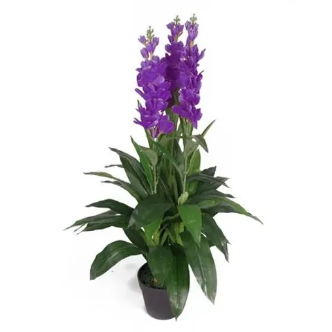 BOXED FLOOR FLOWERING PLANT IN POT CYMBIDIUM PURPLE SIZE: 100CM