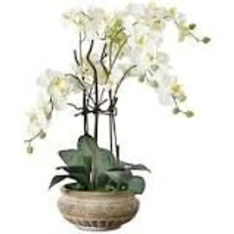 BOXED ORCHID CENTERPIECE IN PLANTER 