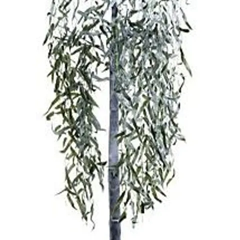 OUTLET ALISON CORK 180CM PRE-LIT SAGE GREEN LEAF WILLOW TREE - COLLECTION ONLY