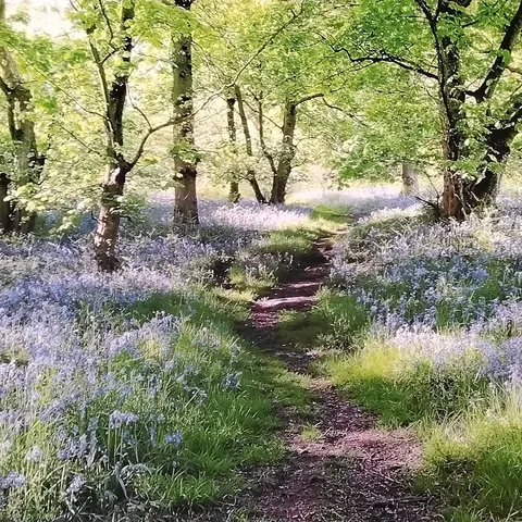 CANVAS- PATH THROUGH THE BLUEBELLS FOREST 