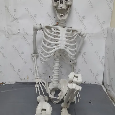 HUMAN ANATOMY SKELETON IN 3 INTERCONNECTED PARTS 