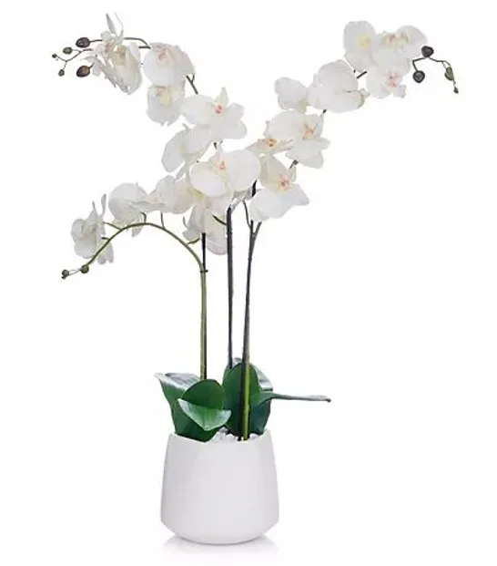 JM BY JULIEN MACDONALD MULTI STEM ORCHID IN WHITE GLAZED POT WHITE