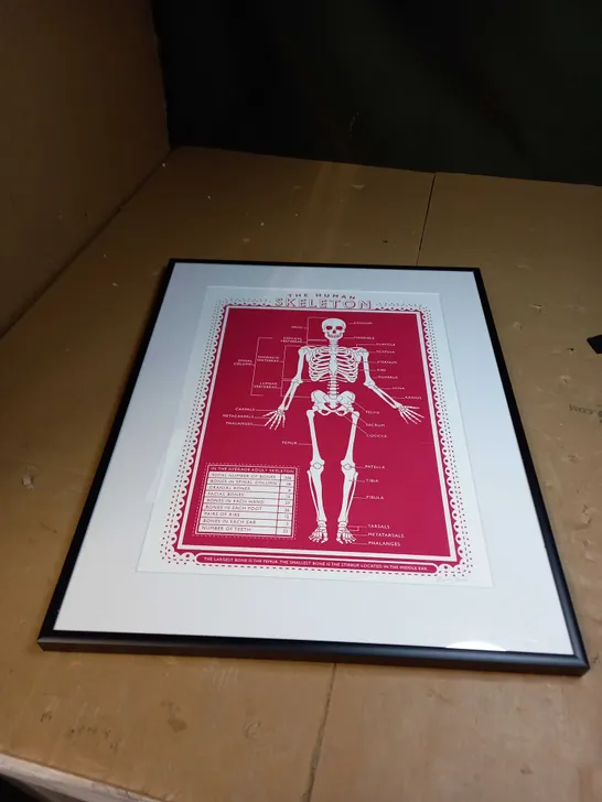 THE HUMAN SKELETON POSTER 