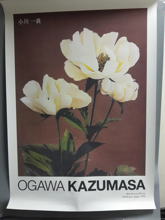 PEONY BY OGAWA KAZUMASA POSTER APPROX 70CMX100CM WITH TUBE