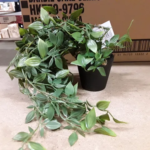 BOXED FAUX DEVIL'S IVY (SCINDAPSUS AUREUS) PLANT IN POT