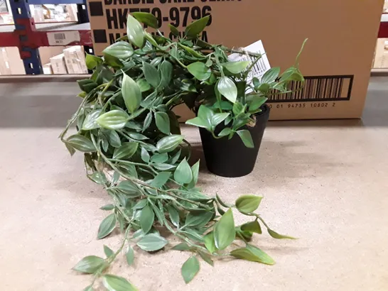 BOXED FAUX DEVIL'S IVY (SCINDAPSUS AUREUS) PLANT IN POT