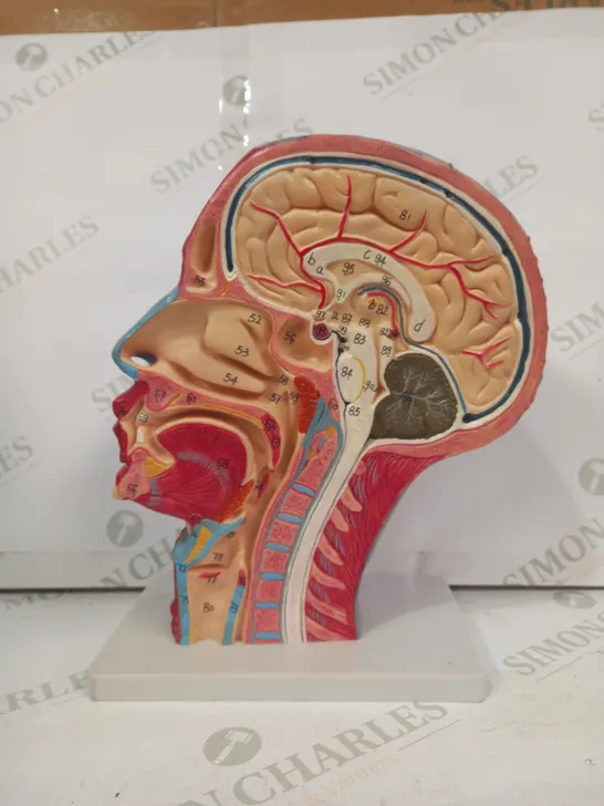 EDUCATIONAL HUMAN HEAD MODEL