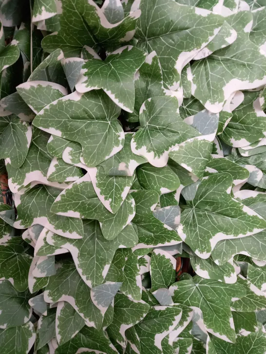 SOLAR IN-LIT IVY TRELLIS - 90 X 180CM (COLLECTION ONLY) RRP £49.99