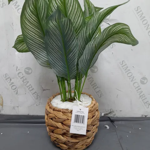 BOXED ARTIFICIAL CALATHEA PLANT IN ROUND RATTAN POT 