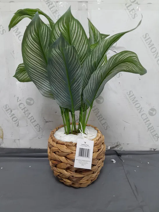 BOXED ARTIFICIAL CALATHEA PLANT IN ROUND RATTAN POT 