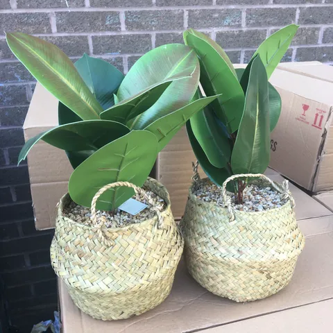 BRAND NEW BOXED PAIR OF GEORGE HOME FIDDLE LEAF'S IN WOVEN BASKETS 